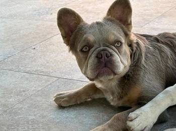Francuski Buldog zenka