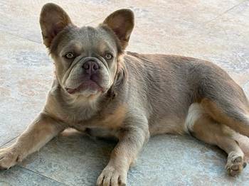 Francuski Buldog zenka