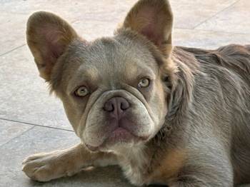 Francuski Buldog zenka