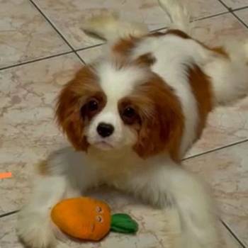 Dostupni štenci Cavalier King Charles spanijela