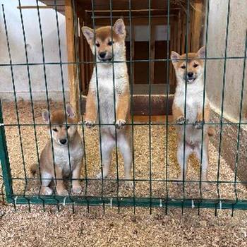 Shiba inu štenci od vrhunskih roditelja
