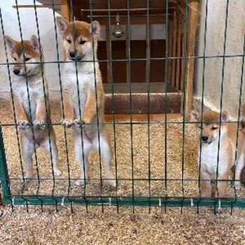 Shiba inu štenci od vrhunskih roditelja