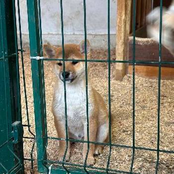 Shiba inu štenci od vrhunskih roditelja