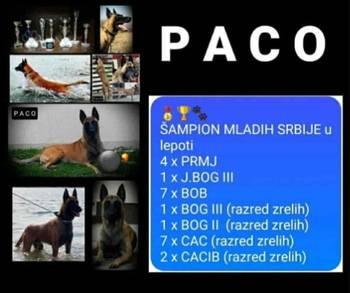 Belgijski ovčar malinoa štenci