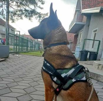 Belgijski ovčar malinoa štenci