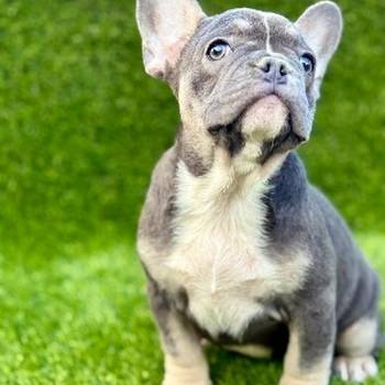 Francuski buldog