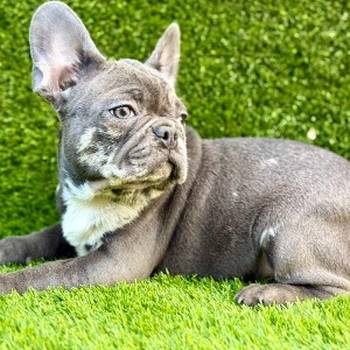 Francuski buldog