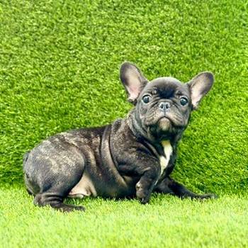 Francuski buldog