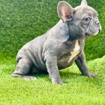 Francuski buldog