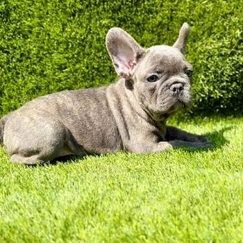 Francuski buldog