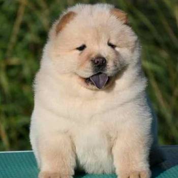 Chow Chow Cau Cau Čau Čau
