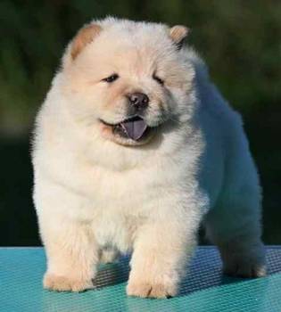 Chow Chow Cau Cau Čau Čau