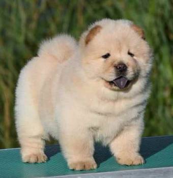 Chow Chow Cau Cau Čau Čau