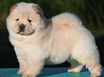 Chow Chow Cau Cau Čau Čau