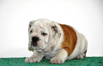 Engleski Buldog