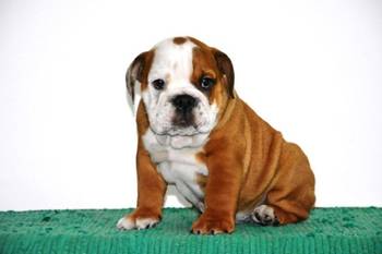 Engleski Buldog