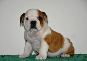 Engleski Buldog