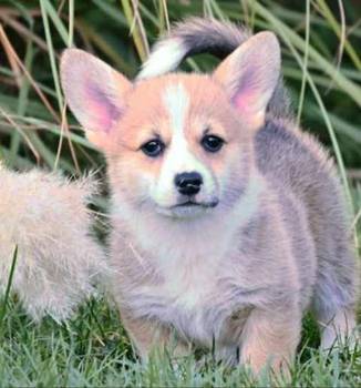 Velški korgi Welsh Corgi Pembroke