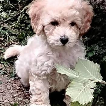 Maltipoo štenci