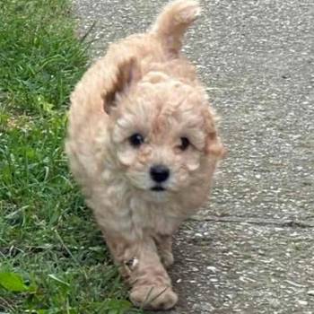 Maltipoo štenci