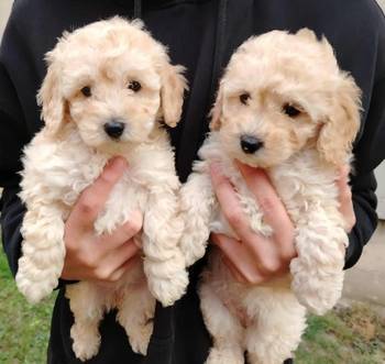 Maltipoo štenci