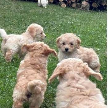 Maltipoo štenci