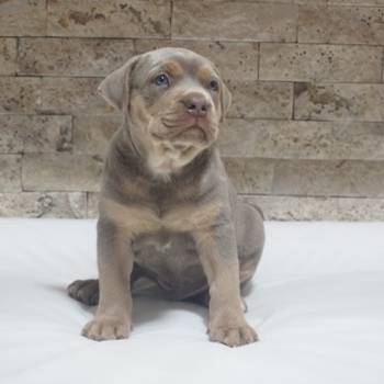 Pitbull Lilac Tricolor štene