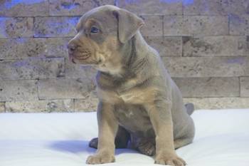 Pitbull Lilac Tricolor štene
