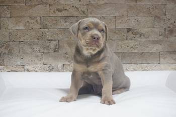 Pitbull Lilac Tricolor štene