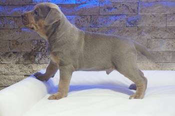 Pitbull Lilac Tricolor štene