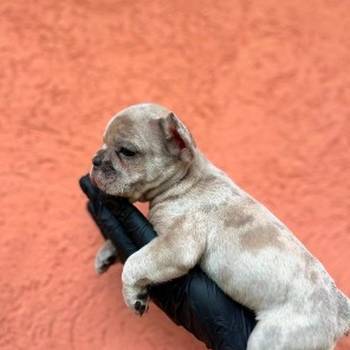 Egzotični Francuski buldog – štenci TOP kvaliteta