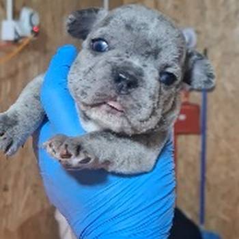 Francuski buldog exotic
