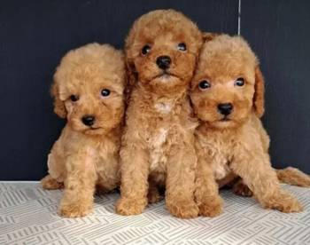 Maltipoo štenci