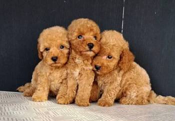 Maltipoo štenci