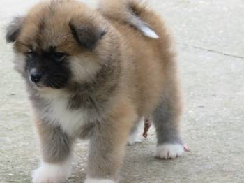 Prodajemo stence japanskih Akita