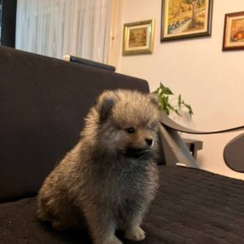 Štenci pomeranskog špica