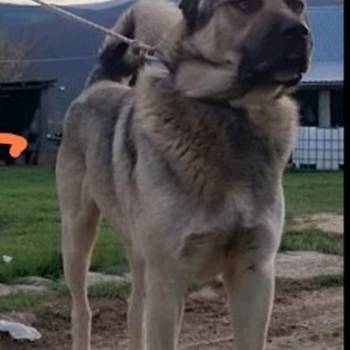 Turski Kangal stenci