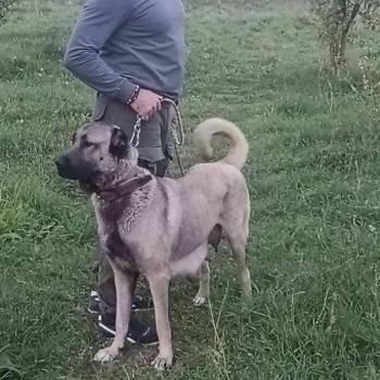 Turski Kangal stenci