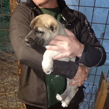 Turski Kangal stenci