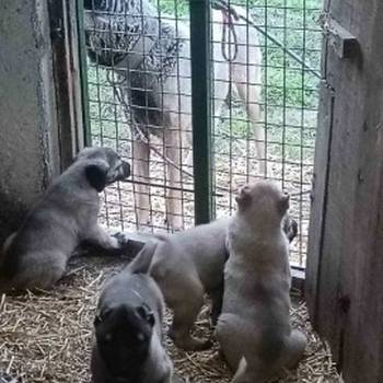Turski Kangal stenci