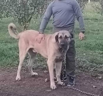 Turski Kangal stenci