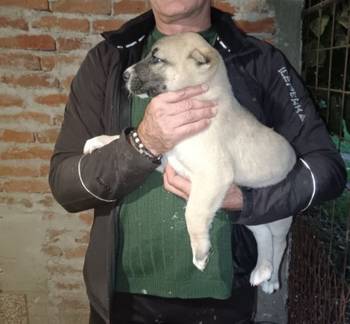 Turski Kangal stenci