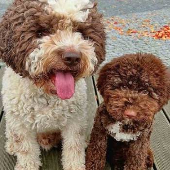 Novo leglo Lagotto romangolo