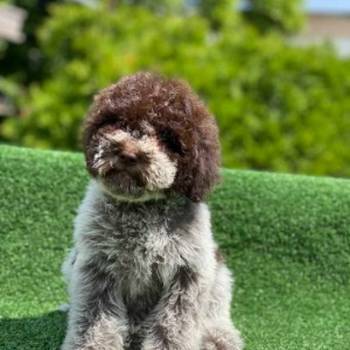 Novo leglo Lagotto romangolo