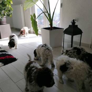 Novo leglo Lagotto romangolo