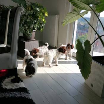 Novo leglo Lagotto romangolo