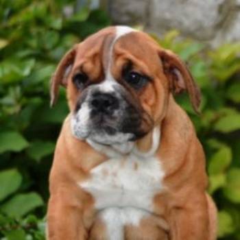 Engleski Buldog