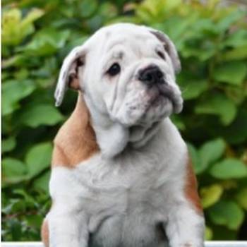 Engleski Buldog