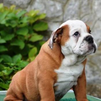 Engleski Buldog