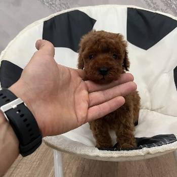 Toy pudle vrhunski kvalitet